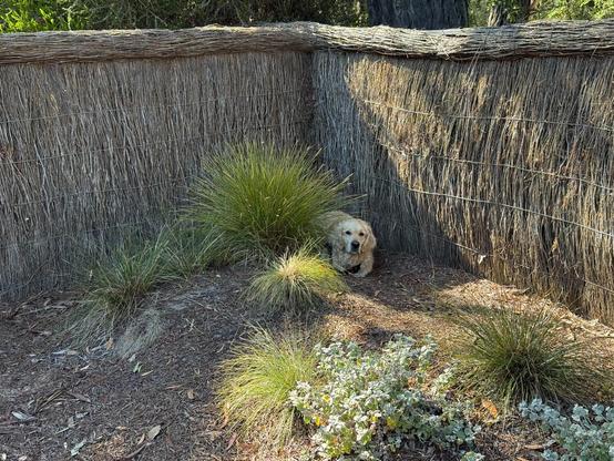 A garden corner, with brush fencing and a bunch of spindly grassy tussocks with mulch. There’s clearly no dog here, hiding behind the biggest clump of grass, pretending to be another plant. The no-dog is eyeing me warily.